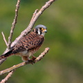 American Kestrel (Falco sparverius sparveroides) female white morph, Cuba